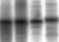 Gel electrophoresis reveals DNA is attached to the silicon