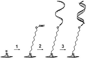 Sequential modification of a silicon surface with DNA