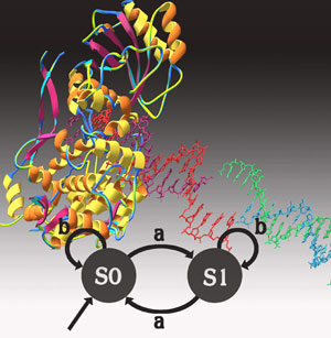 DNA. Source: Proceedings of the National Academy of Sciences