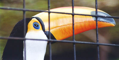 Toucan beak - Structural analysis could release beaky potential (Photo by David Bradley)