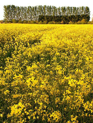 Biofuel crop culture may not be 100% green (Credit: David Bradley)