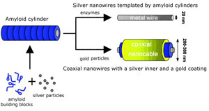 Building amyloid polymers as templates for nanowires (Credit: Adapted from Angewandte) 