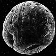 Cosmic Spherule(Credit: Genge et al/Imperial College) 