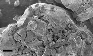 Scanning electron micrograph of the Raney-NiSn catalyst after reduction at 260 degrees Celsius in H2 (hydrogen gas) and subsequent passivation (slow exposure to air, so the catalyst does not rapidly oxidize) (scale bar is 10 microns).