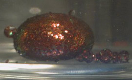 Red particle surface