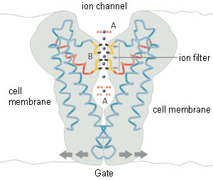 The ion channel described by MacKinnon permits passage of potassium ions but not sodium ions