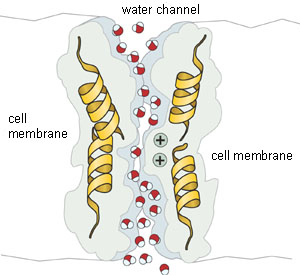 The passage of water molecules through the aquaporin (AQP1) water channel identified by Agre