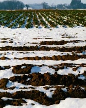 Ploughed fields may give way to acres of vines in colder climes (Credit: David Bradley)