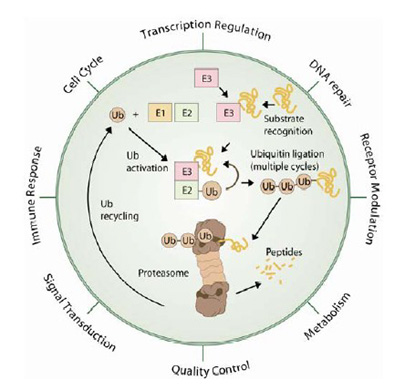 Ubiquitin-mediated protein breakdown is at the heart of many biological functions