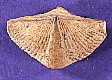 Spirex brachiopod, courtesy UC Museum of Paleontology