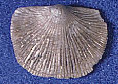 Strophex brachiopod, courtesy UC Museum of Paleontology