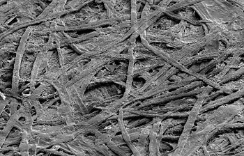 Scanning electron micrograph of the surface of normal office paper. The complex pattern of fibres revealed forms the basis of a fingerprint for paper documents. (Picture by Del Atkinson, Durham University)