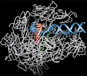 Kornberg’s view of transcription. DNA double helix is in blue, RNA polymerase enzyme in white, and the growing RNA strand in red (Credit: Kornberg et al, 2001)